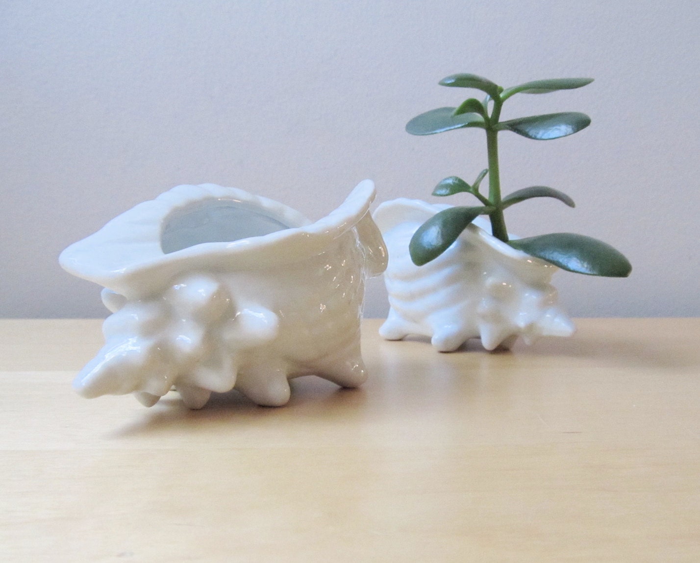 small conch shell pottery planter, beach cottage decor
