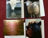 note cards sheep photo set of 4