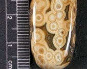 Ocean Jasper Kabamby Cabochon Hand Cut JO222