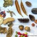 Cones-Pods-Lichens-Mushrooms-Acorns-Lotus-Canella Berry-Woodlands natural litter-Fairy Garden litter-Small fall leaves