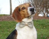 Dog Costume doggie Bow Tie Collar Attachment Pet Outfit Slider GREY gray bowtie formal wear, Clothing wedding formal birthday SMALL or LARGE