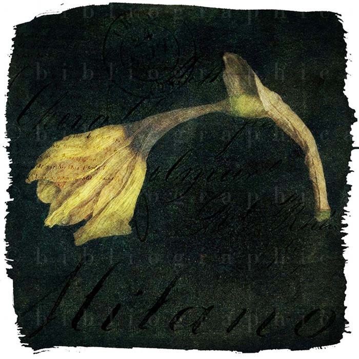 Remnants - Fine Art Photograph - Daffodil, Spring, Yellow, Decay, Nature, Floral - 5 x 5 - bibliographica
