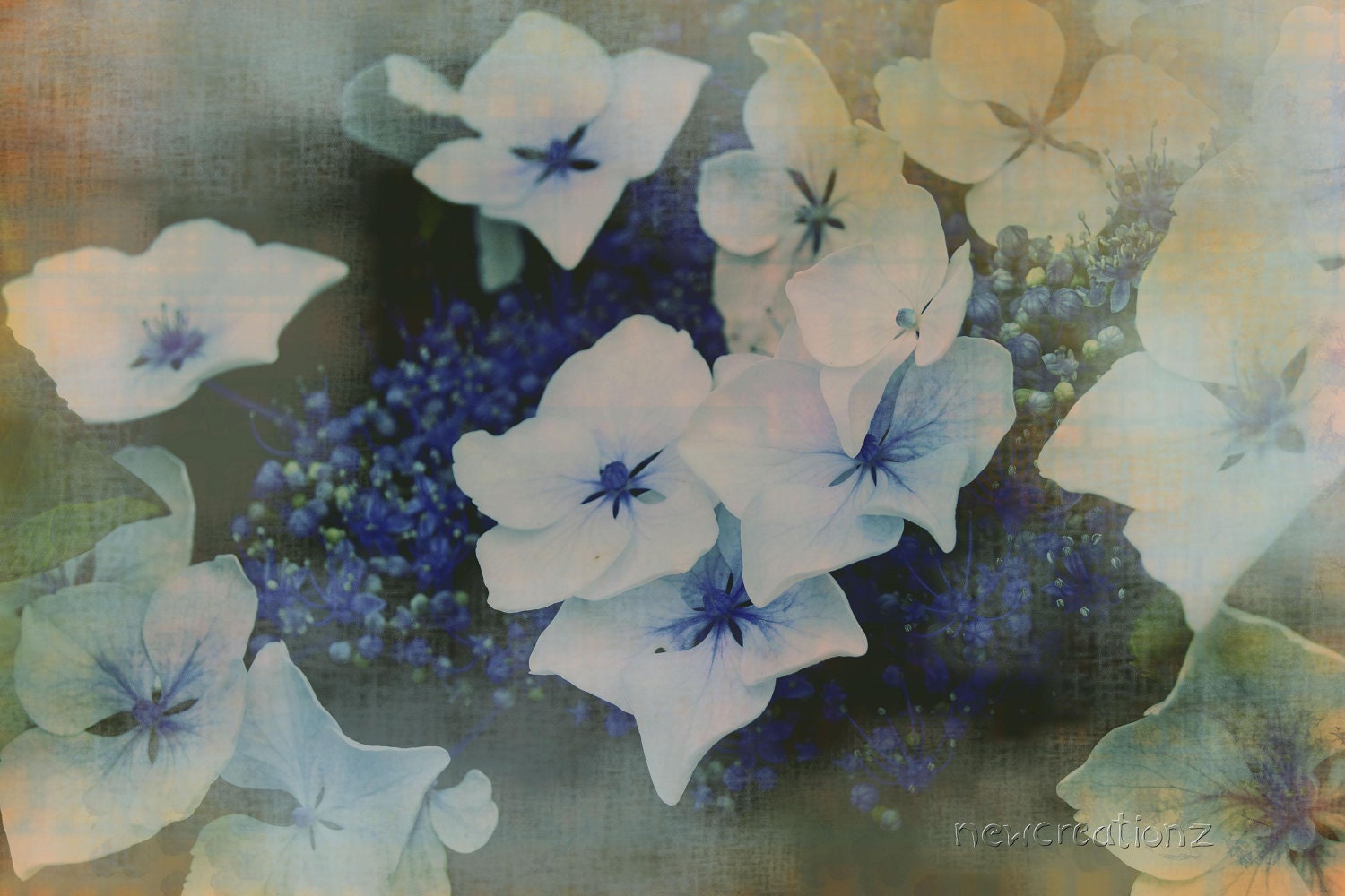 Downloadable printable Hydrangea flower fine art print 8x10, 10x10, 16x20, 11x14, 20x30