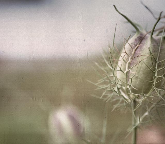 Spiny - 9 X 8 fine-art floral photograph