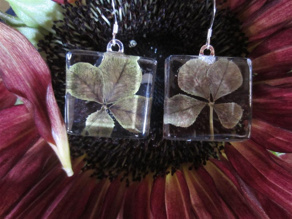 St, Patrick Day  Four Leaf Clover Earrings. Sterling Silver Wires.   1x1 inch Hand cut glass.