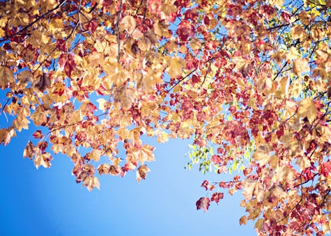 35% off SALE Fall Photography Autumn Photo Leaf Photograph leaves colorful yellow orange red blue vivid rust rustic decor for her home - Fi