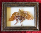 Coléoptère Diablotin  (Beetle Imp)