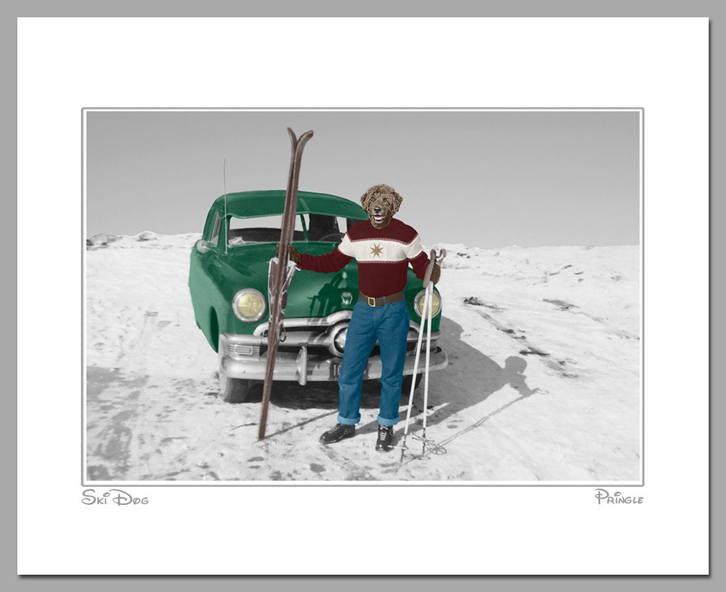 Ski Dog, 11 X 14 matted photograph, features Portuguese Water Dog ready to hit the slopes