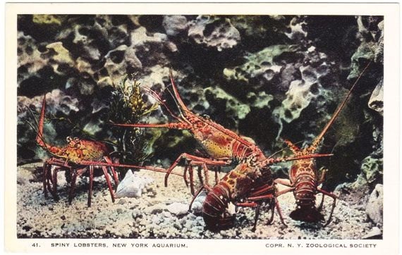 Vintage New York City Postcard - Spiny Lobsters at the New York Aquarium in Battery Park (Unused)