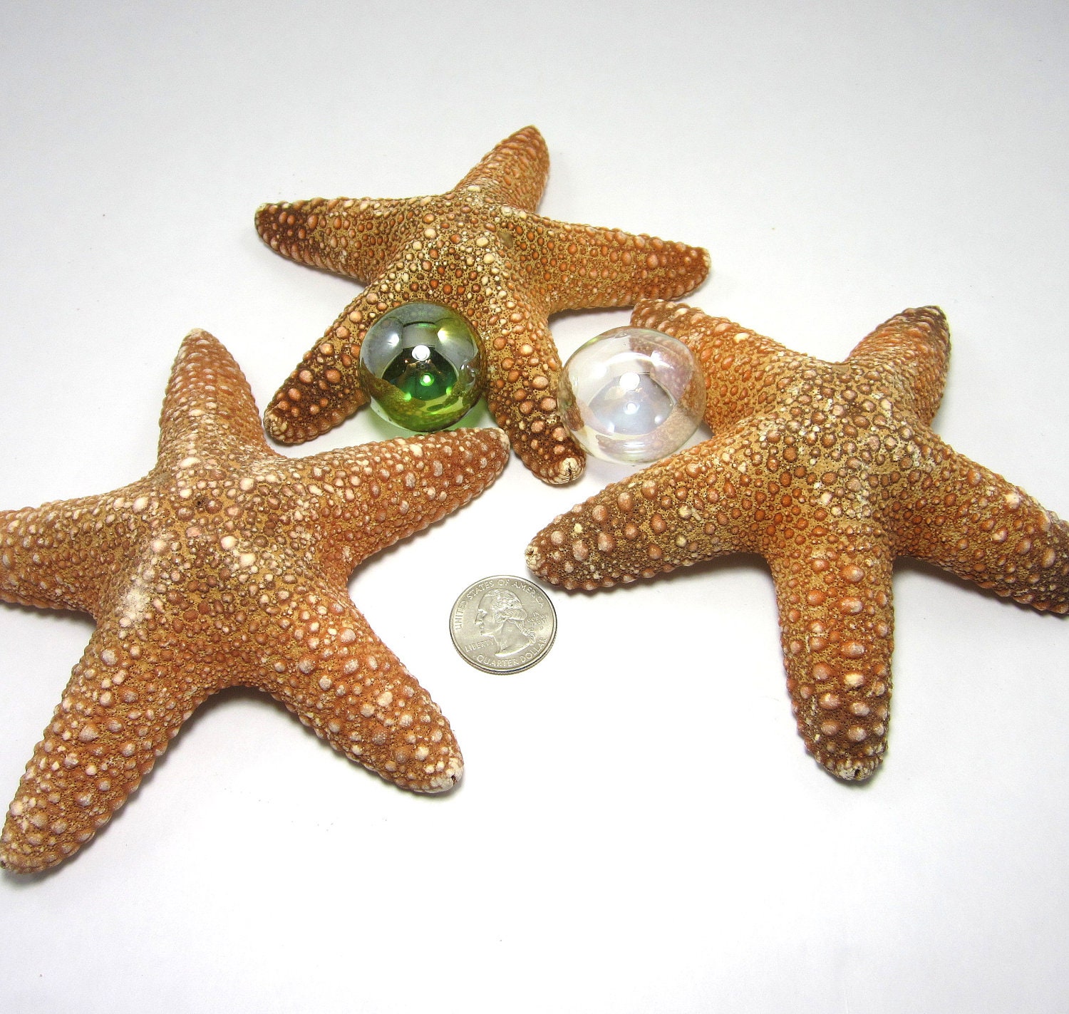 White Starfish Beach Decor - Nautical Decor or Beach Wedding Jungle Starfish, 3 pc, 4-6 in