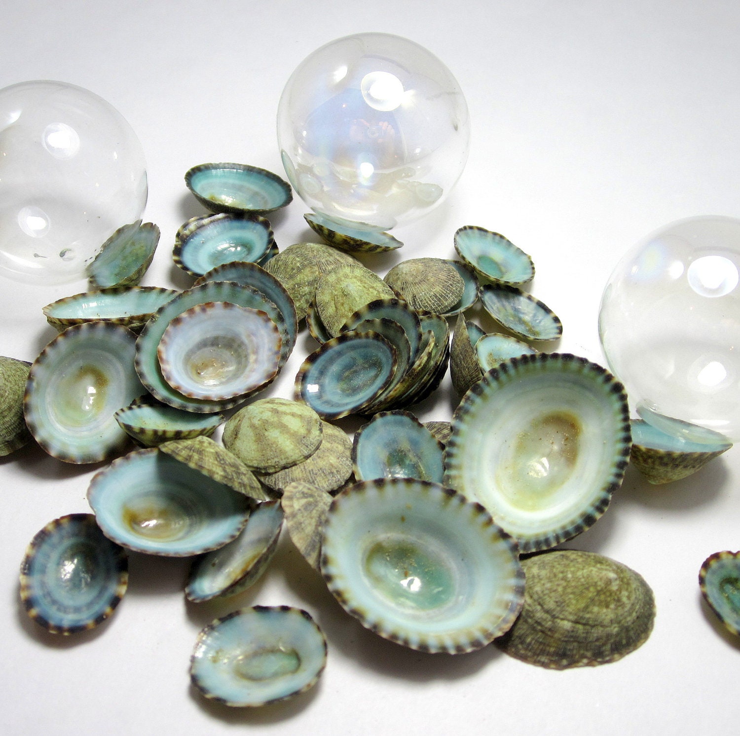 Seashells for Beach Decor - Nautical Decor, Beach Wedding, or Craft Limpet Shells - 12pc Aqua