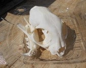 Bobcat- Lynx rufus -Project Skull-   One Skull Kit