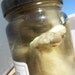Wet Preserved Silver Fox Pup - Jarred Specimen- Lot No. 1040-B