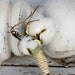Rustic Wedding Cotton Boutonniere