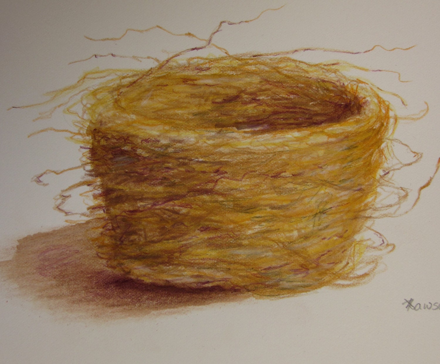 Bird's nest -- original coloured pencil drawing