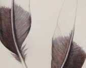 2 Black and white feathers -- original watercolour and coloured pencil drawing