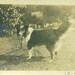 Queenie 1918 Dog Photo Collie Sheepdog Farm Photograph