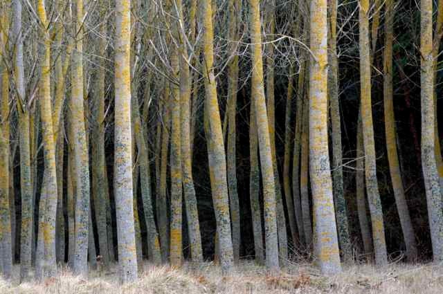 forest trees, nature photography, woods, minimalistic, 8x12 matte photograph