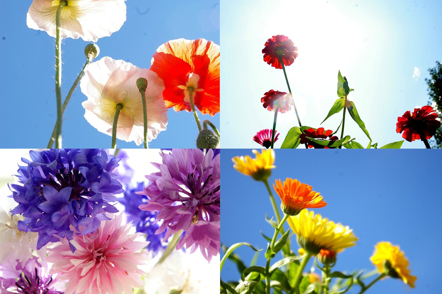 Annual Seeds Mix, Heirloom Seeds, Organic Seeds, Flower Seeds, one handmade seed packet from our farm, gardener gift