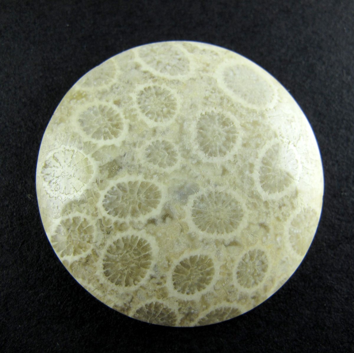 33% OFF: Premium Fossil Coral Designer Cabochon
