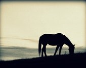 Horse Silhouette Photograph 8x10 - evening twilight country farm rural black white gray art print home decor