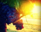 Harvest II Photograph 8x8 - wine country vineyard sun grape grapevine art print square home decor room