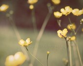 Summer Prairie Buttercups  Photography - 8x10 inch