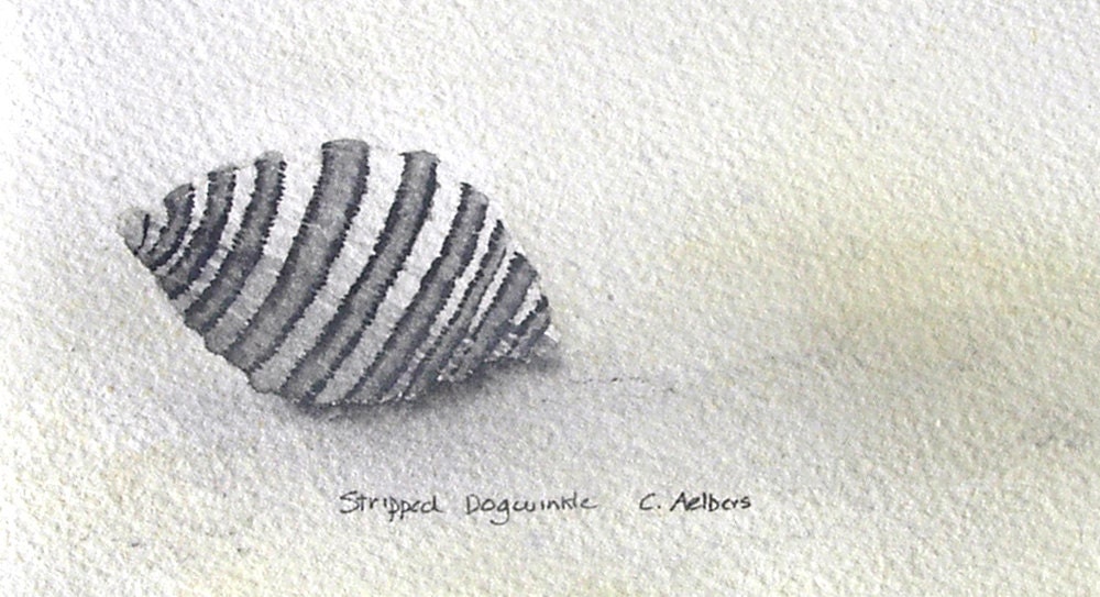 Sea Shells by the Seashore, Original Artwork, Beach Art