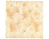 Saltine Cracker - PRINT of a colored pencil drawing