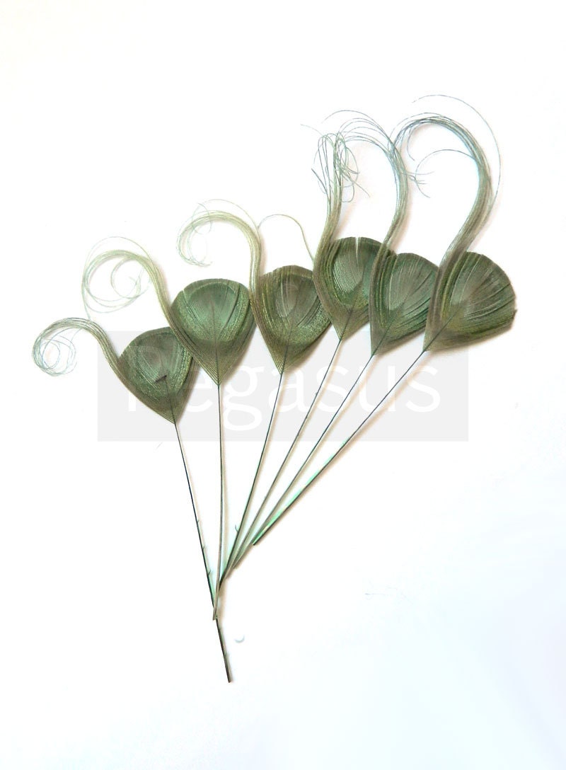SAGE GREEN Peacock Feather Eye Picks (6 Pieces) trimmed and curled for wedding invitations, boutonniere, fascinators, shoe clips
