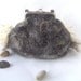 Felted handbag Grey Fur locks purse
