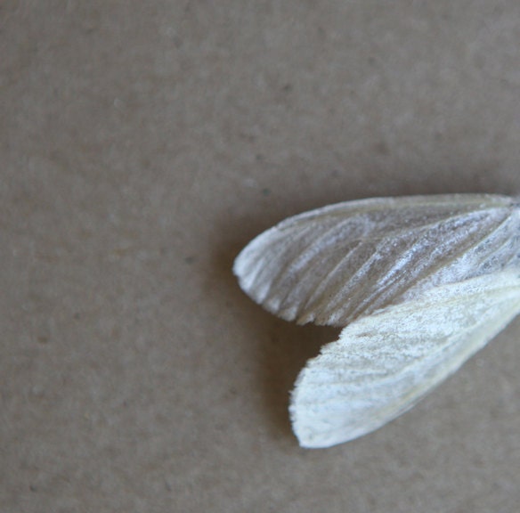Metallic White Neutral Zen Minimal Decor  Natural History Wings 8x8 Archival Photograph - lucysnowephotography
