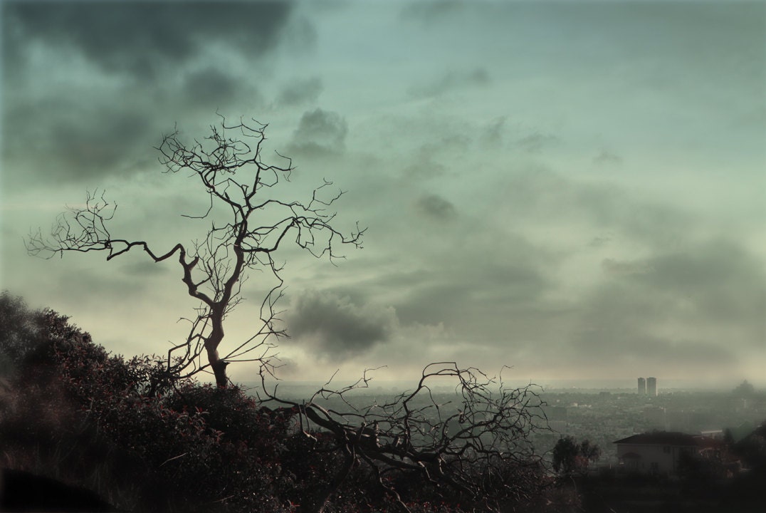 Landscape Photography Urban Photography Wild Los Angeles 20x30 Large Canvas