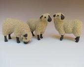 Hampshire Sheep
