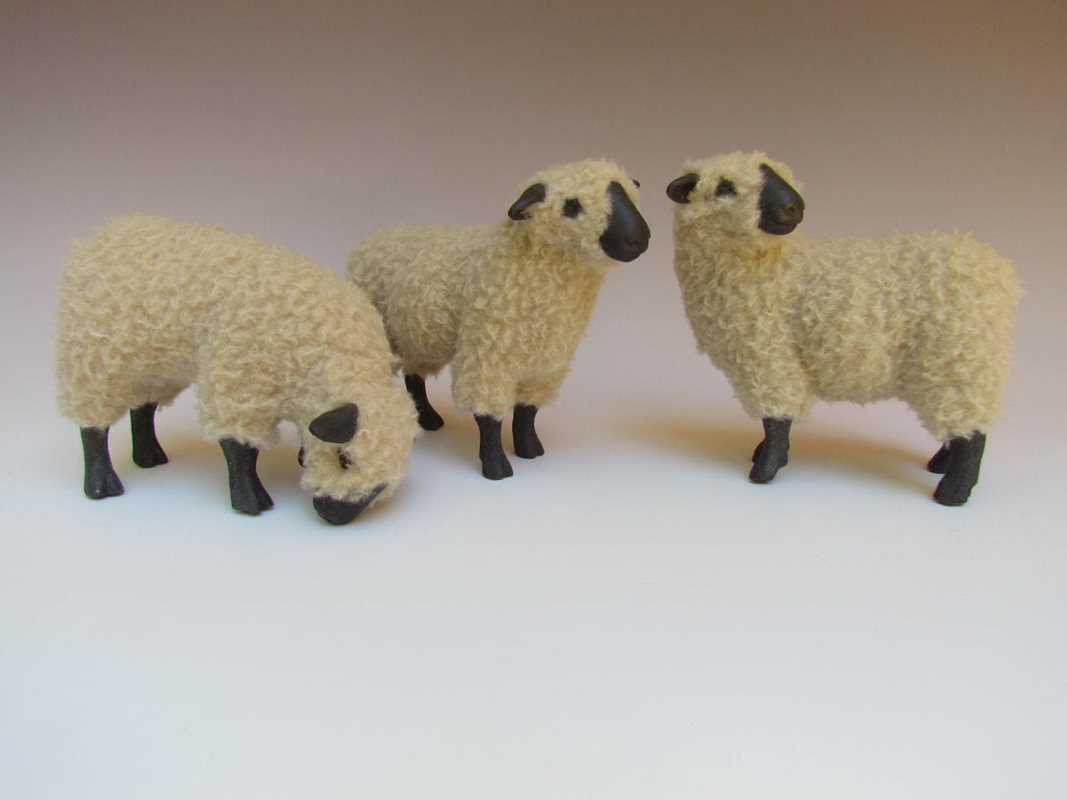 Hampshire Sheep