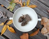 Vintage Sugar Bowl - Eggshell Nautilus