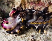Cuttlefish Photograph - 4x6 Colorful Underwater Photograph Wall Art Print Marine Biology