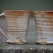 set of 2 hand thrown stoneware seed stamp mugs