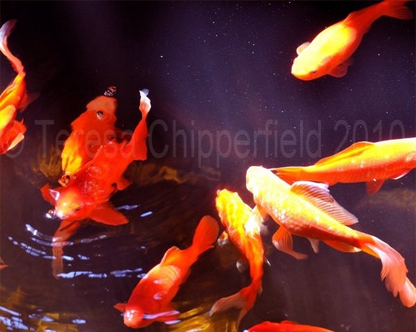 Fine Art Photography "Beneath the Water" Happy Koi - Swimming in the Sunshine - 8 x 10 - Digital Photo Print - Fish Purple Pond Reflection