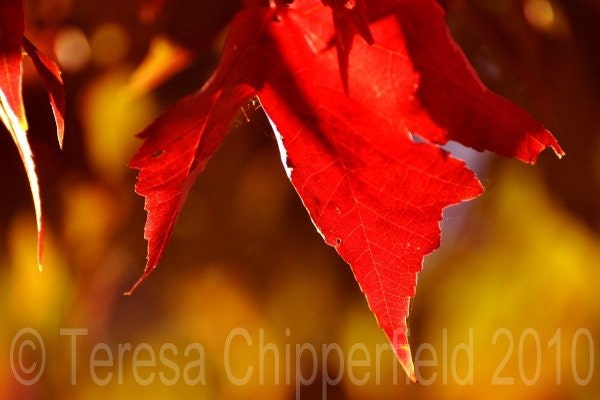 Autumn Leaves - 8 x 12- Fall colors with Bokeh background shot in Macro - Digital Fine Art Photo Print - Harvest Wall Art - Red on Orange