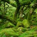 Green lady of the woods Wistmans Wood Dartmoor  Devon  A4 Photographic Print