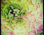 Ranunculus III 10x10 : floral photo shabby chic macro flower photography pastel green pink aqua spring summer home decor