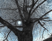 Tree Wisp Fantasy Print by Charlee M. Fischer surreal ice blue sky metallic print mystical nature scene