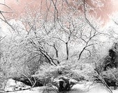 Winter Nature Scene of snow covered trees fine art landscape photography 10 x 8 print surreal scene blush pink dawn sky
