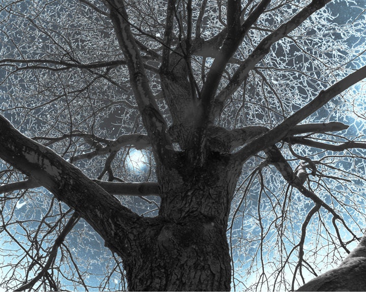 Tree Wisp Fantasy Print by Charlee M. Fischer surreal ice blue sky metallic print mystical nature scene