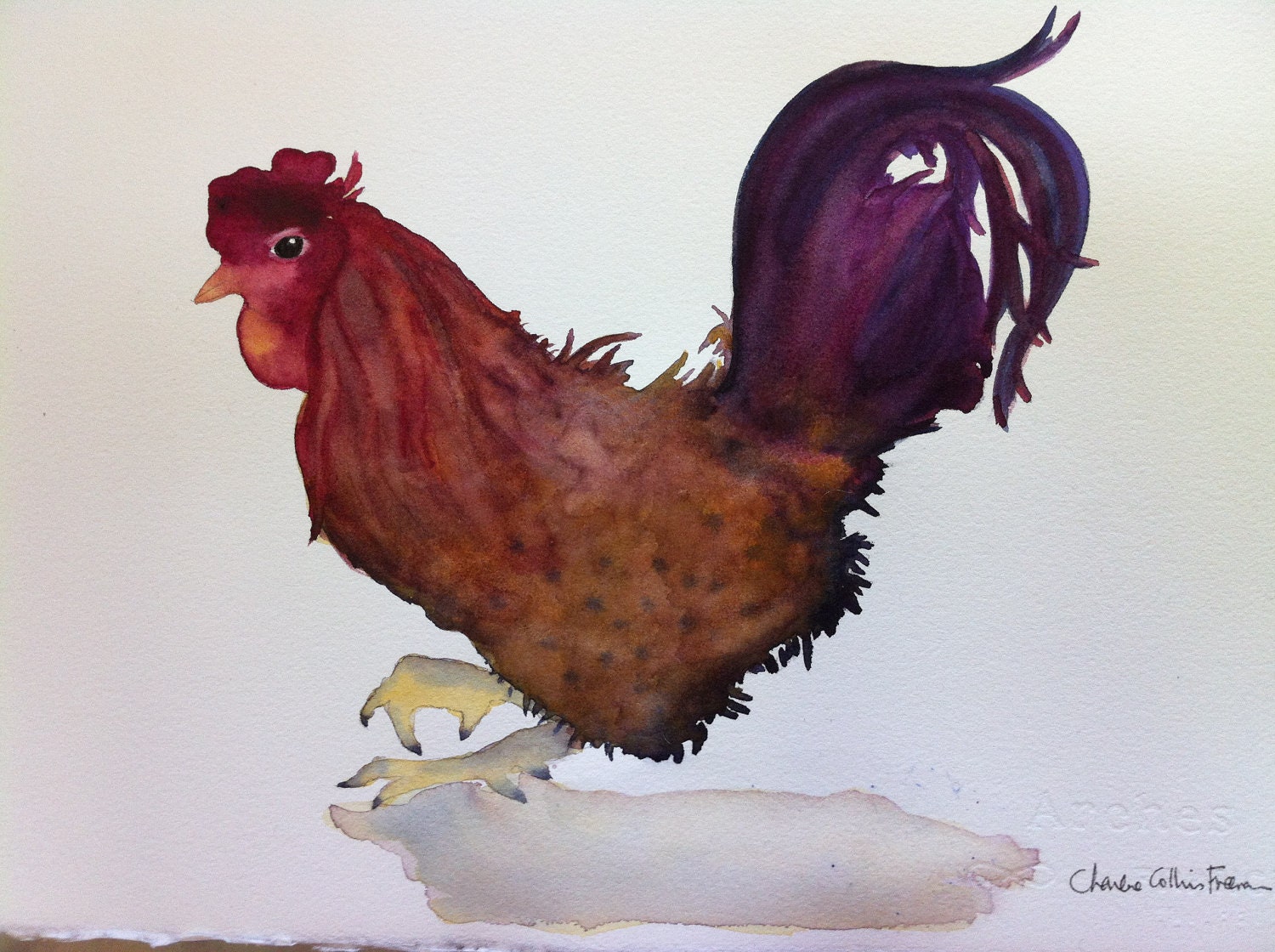 Rooster Chicken farm egg proud cocky hen coop red brown purple metrosexual animal feather nature organic pet bird beak unamused