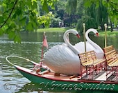 Swan Boat Photograph - Boston Public Garden 5 x 7
