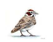 Watercolor Sparrow - Original Watercolor Painting - home decor, original art, kids, children, nursery decor