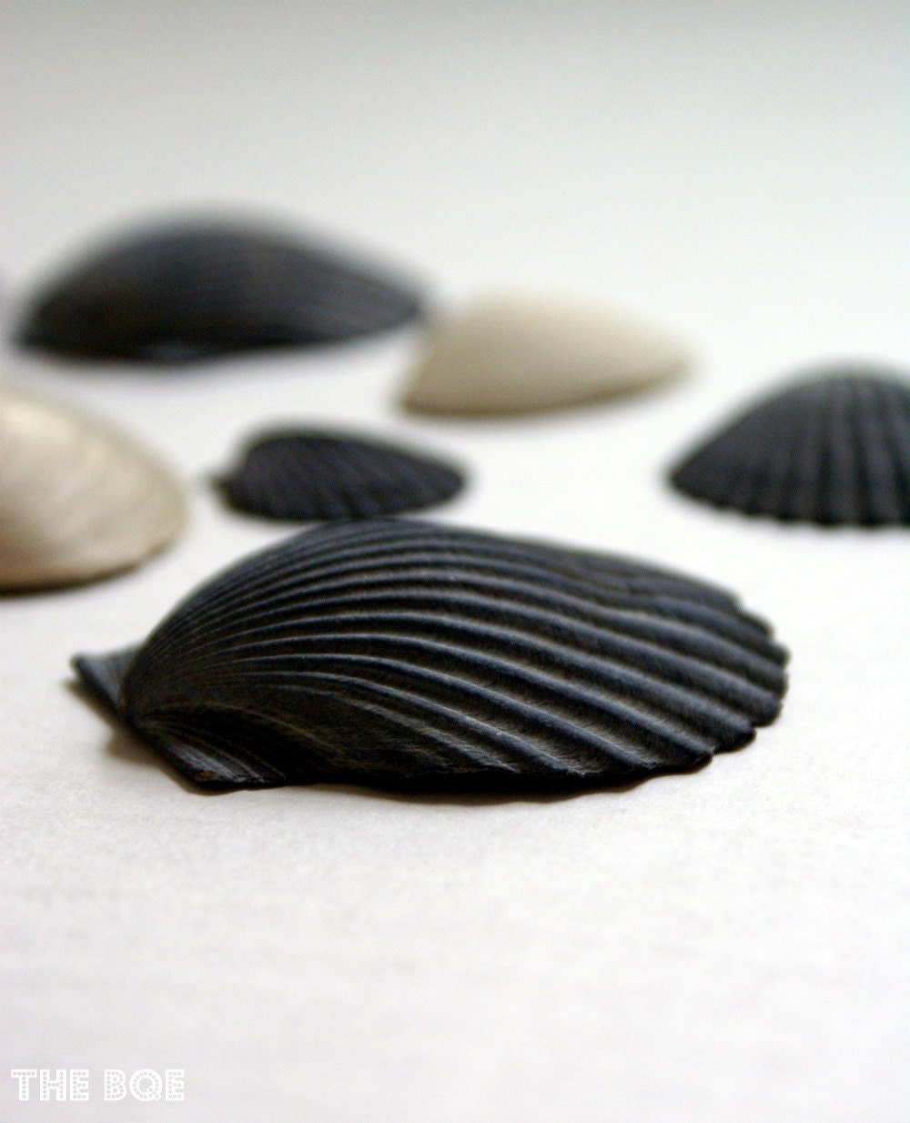 Seashells Found by the Seashore 16x24 Photography Print, Nautical Wall Decor, New York Ocean Photo