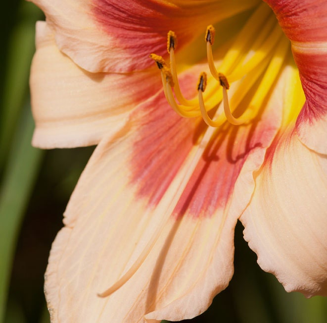 Daylily Photograph 8 x 8 Square Home Decor Wall Art Extreme Close Up Vivid Dramatic Nature Print Fine Art Spring Summer Flowers